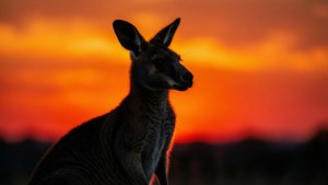 Sunset Silhouette Wallaby
