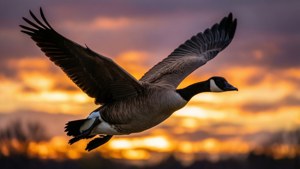 Sunset Soar