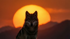 Sunset Solitude