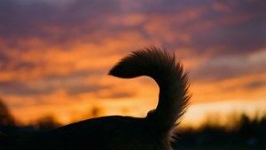 Sunset Tail Silhouette