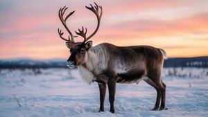 Sunset Tundra Majesty