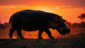 Sunset Wanderer