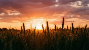 Sunset Wheat Field