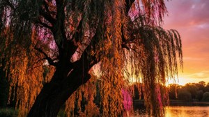Sunset Willow Silhouette