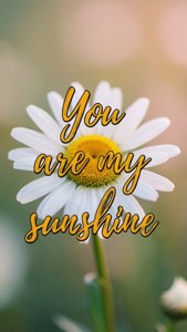 Sunshine Daisy Quote