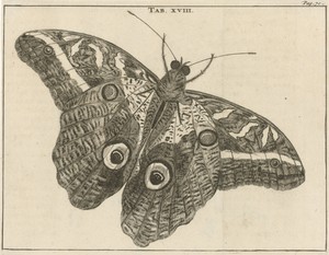 Surinaamse reuzenvlinder XVIII