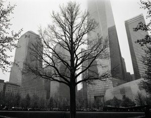Survivor Tree