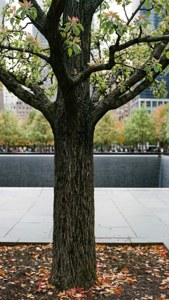 Survivor Tree