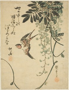 Swallow and wisteria