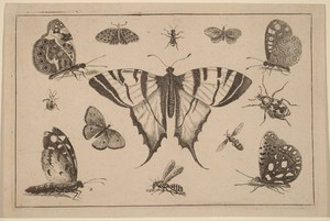 Swallow-tailed Butterfly and Twelve Other Insects
