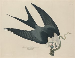 Swallow-tailed Hawk