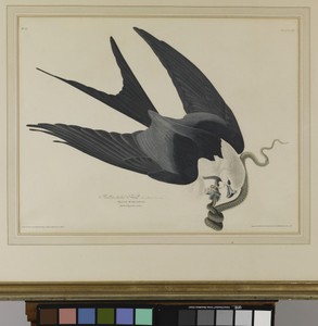 Swallow-tailed Hawk