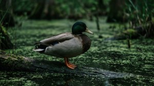 Swamp Mallard
