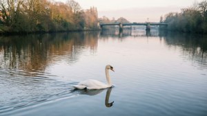 Swan on River Tawe