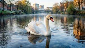 Swan on River Tawe