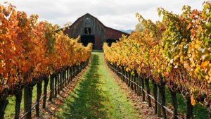 Swan Valley Autumn Vines