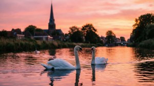 Swans at Sunset