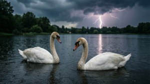 Swans in Storm