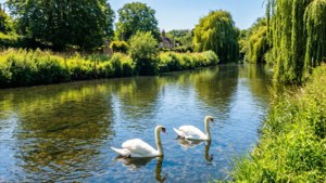 Swans on the Chelmer
