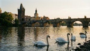 Swans Under Charles Bridge at Sunset