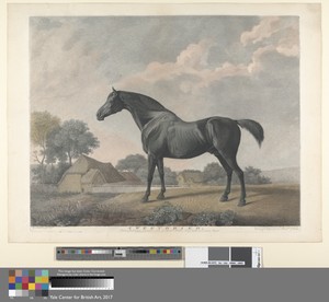 Sweetbrier
