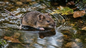 Swimming Vole