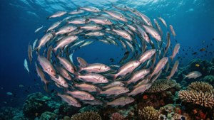 Swirling Snapper School