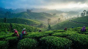 Sylhet Tea Garden Dawn