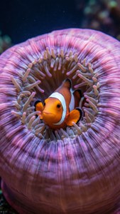 Symbiotic Friends