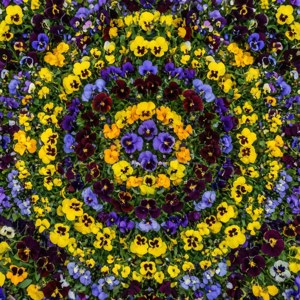 Symmetrical Pansy Mandala