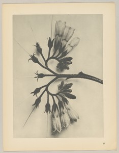 Symphytum officinale