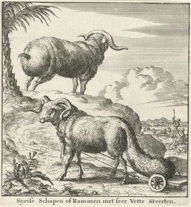 Syrische schapen of rammen