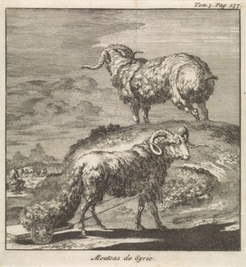 Syrische schapen of rammen