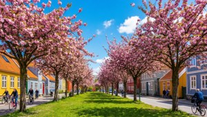 Tønsberg Spring Blossoms