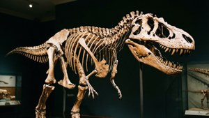 T Rex Skeleton Exhibit