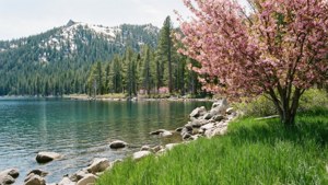 Tahoe Spring Blossoms