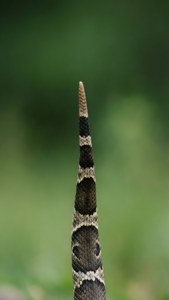 Tail Detail