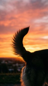 Tail Silhouette at Sunset