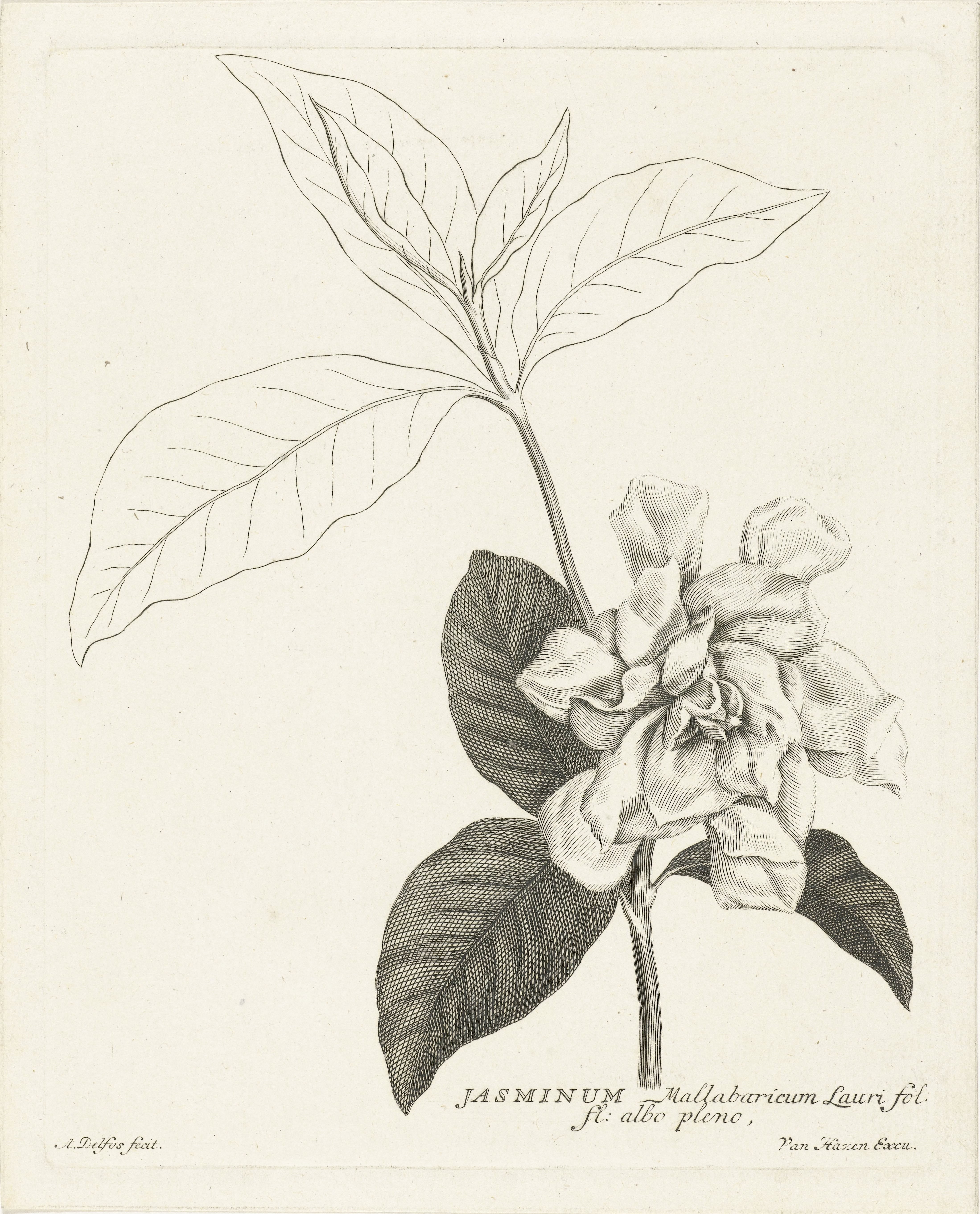 Tak van jasmijn met bloem by Abraham Delfos