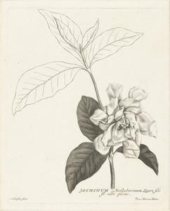 Tak van jasmijn met bloem