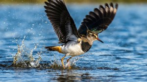 Takeoff Splash