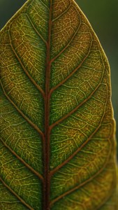 Tamarind Leaf Veins