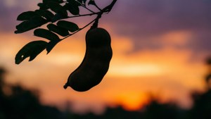 Tamarind Pod Silhouette Sunset