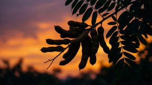 Tamarind Sunset Silhouette