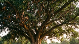Tamarind Tree at Golden Hour
