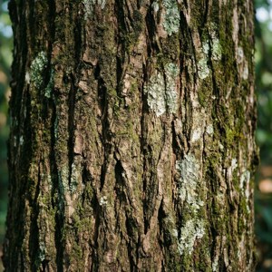 Tamarind Tree Bark