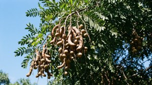 Tamarind Tree Sky