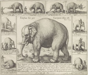 Tamme olifant