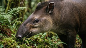 Tapir Foraging in Fern Forest