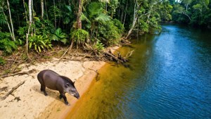 Tapir Riverbank Walk